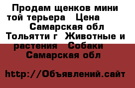 Продам щенков мини той терьера › Цена ­ 6 000 - Самарская обл., Тольятти г. Животные и растения » Собаки   . Самарская обл.